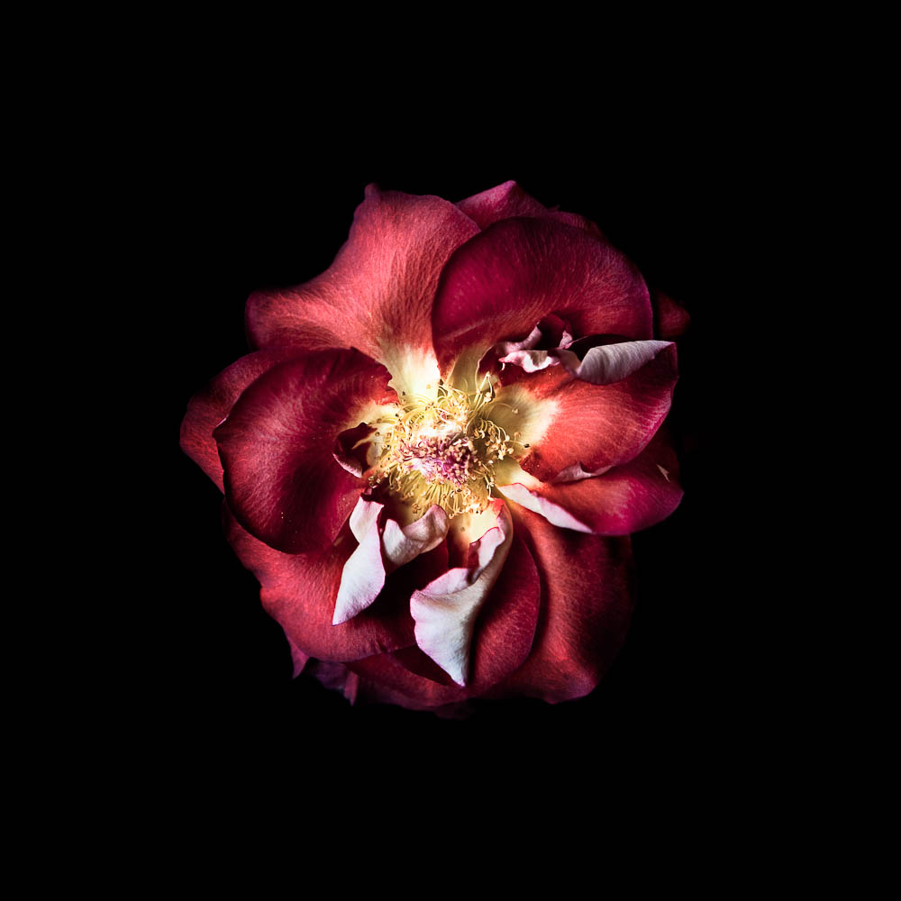 RW_Flowers_past_peak_054